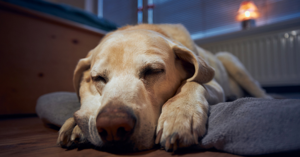 Common Health Issues in the Golden Labrador