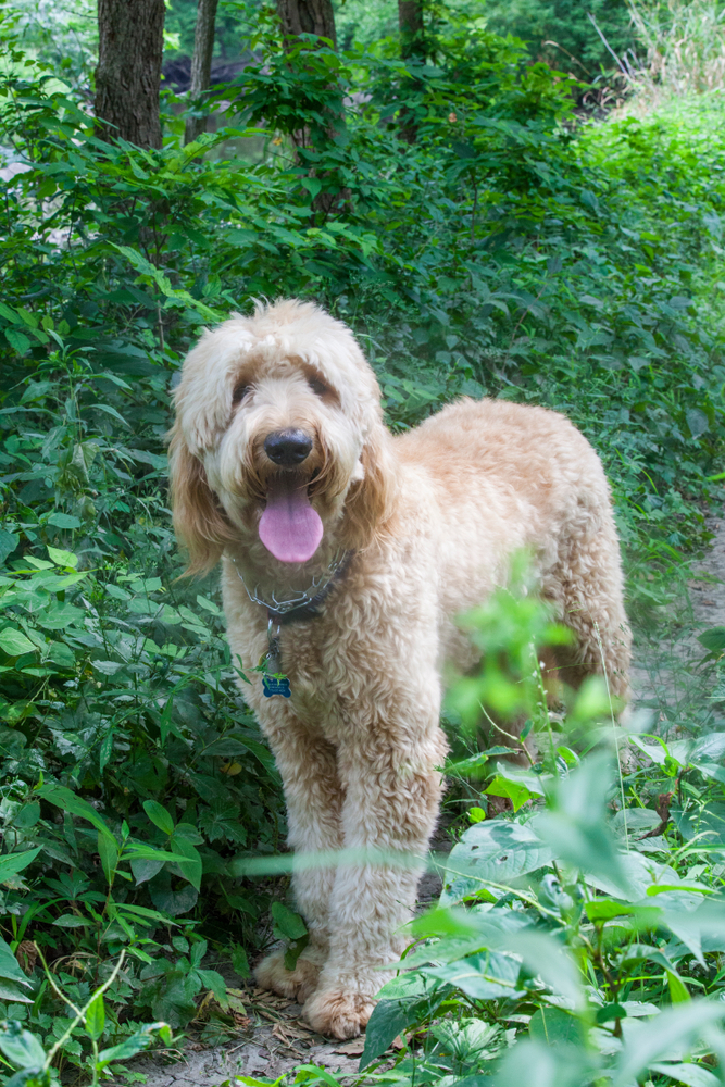 5 Best Brushes for Goldendoodles in 2019 (Plus Grooming Tips)