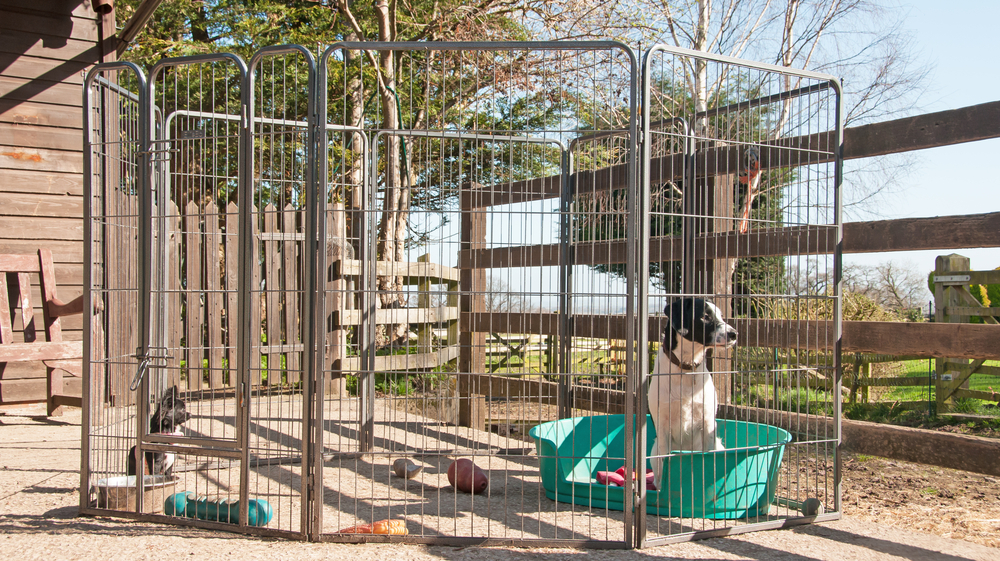 Best Large Dog Playpens (Review and Buying Guide) in 2019