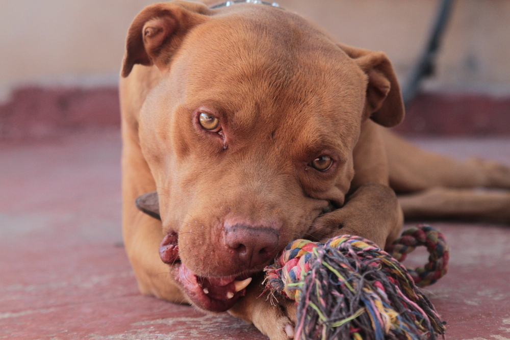 red nose pitbull stuffed animal