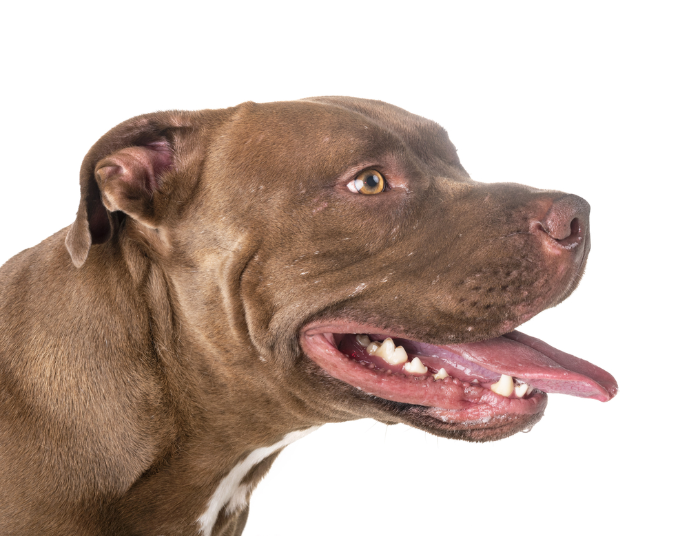 Red Nose Pitbull: Breed Facts, History and Differences