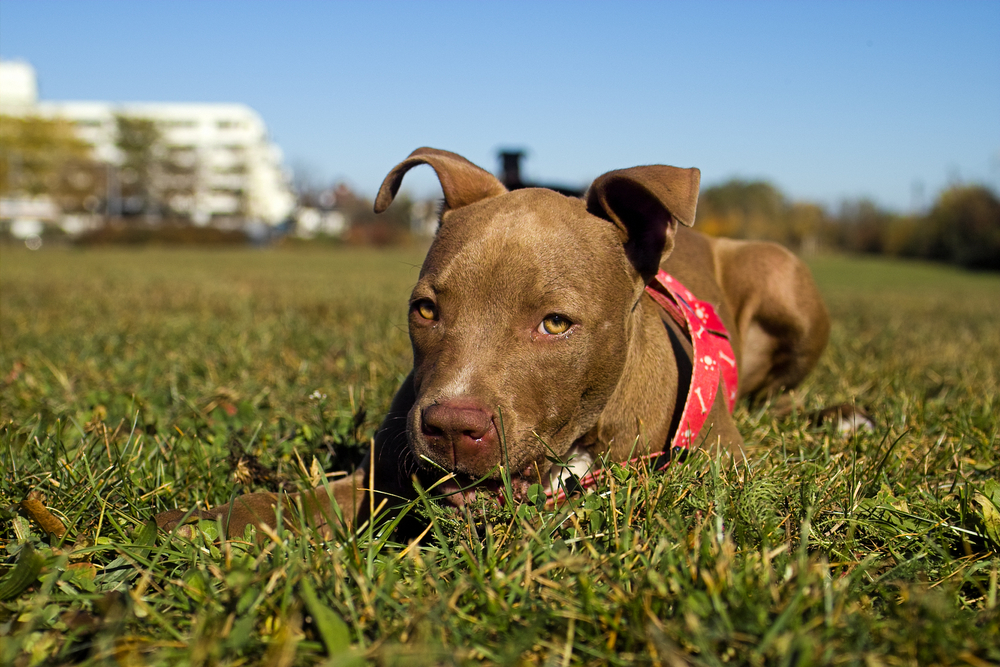 Red Nose Pitbull: Breed Facts, History and Differences