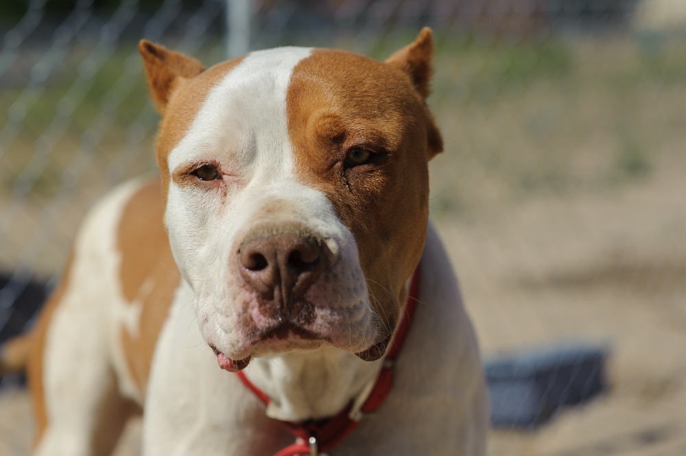 white red nose pitbull