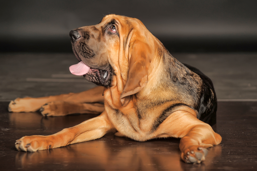 bloodhound