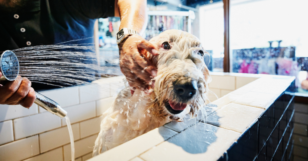Tips for Washing Your Dog at Home