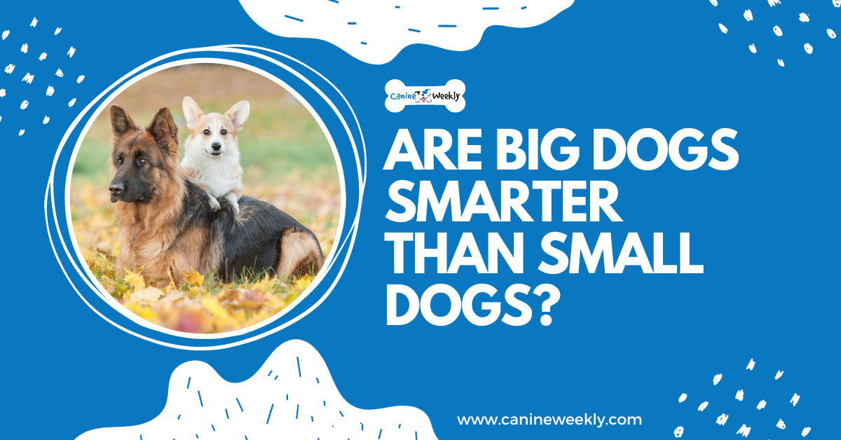 do big dogs have bigger brains