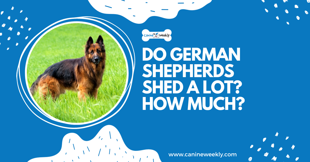 Do German Shepherds Shed A Lot? How Much? Canine Weekly