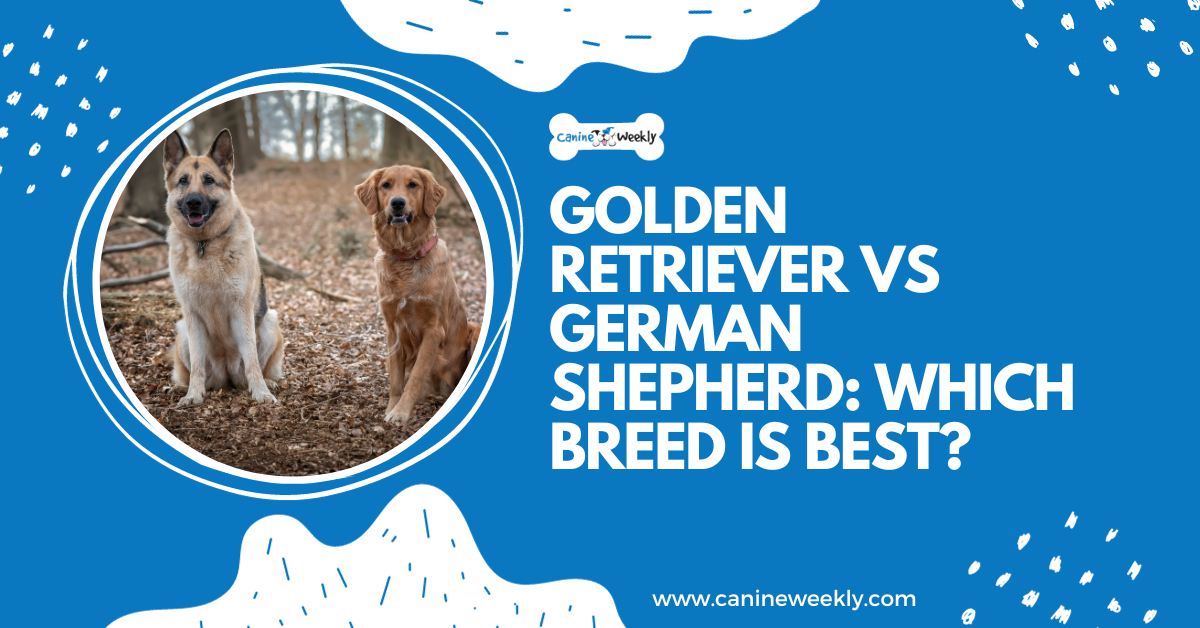 Golden Retriever Vs German Shepherd: Which Breed is Best?