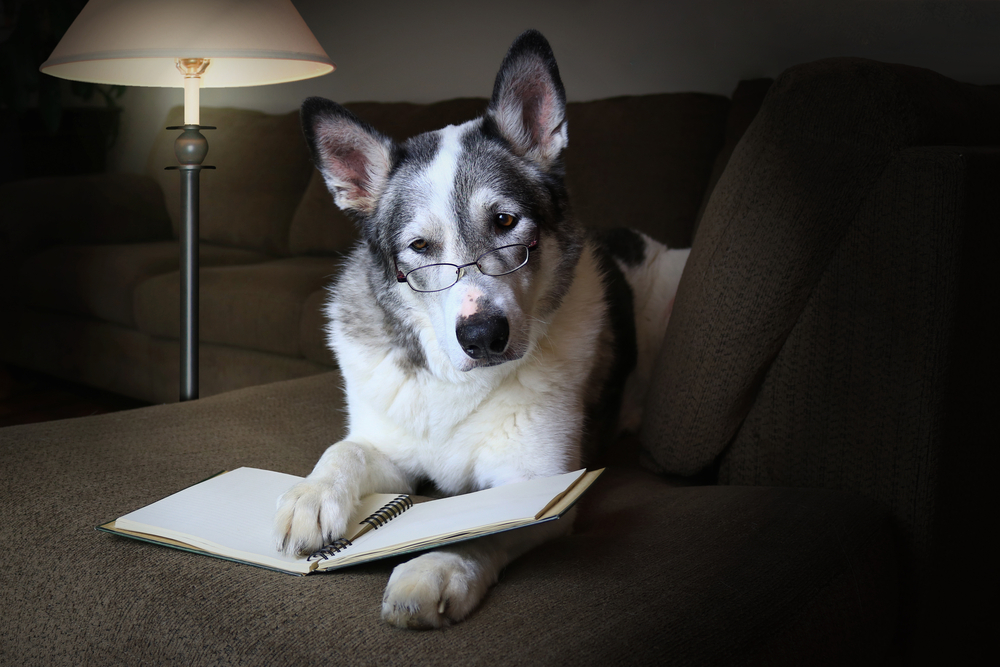 Dog IQ How to Test Your Dog's Intelligence Canine Weekly