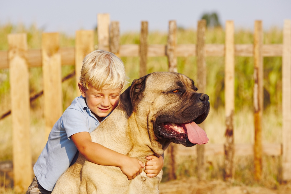 most affectionate large dog breeds