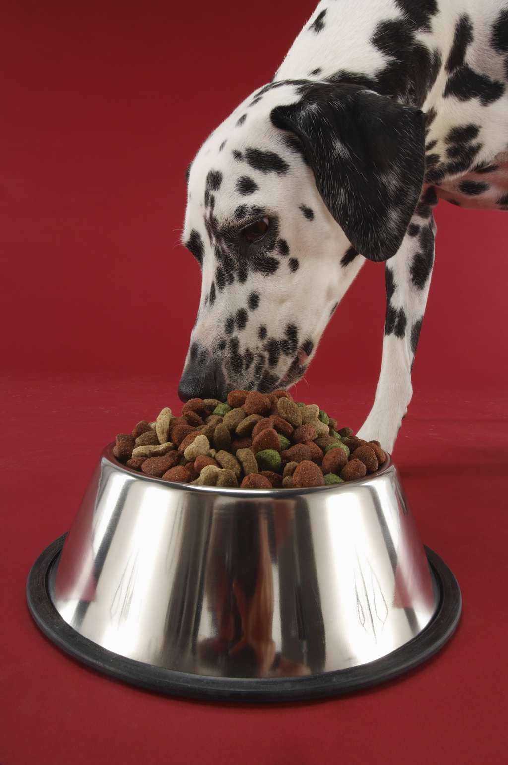 2021 fromm dog food review the best amp the oldest