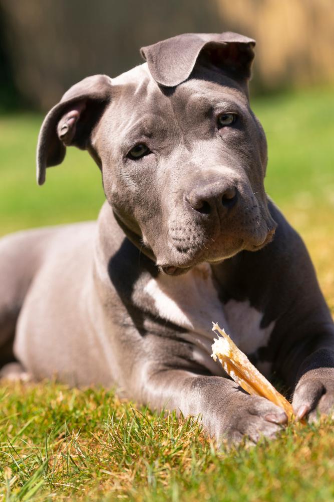 5 Best Bones For Pit Bulls 2021 Reviews And Buying Guide