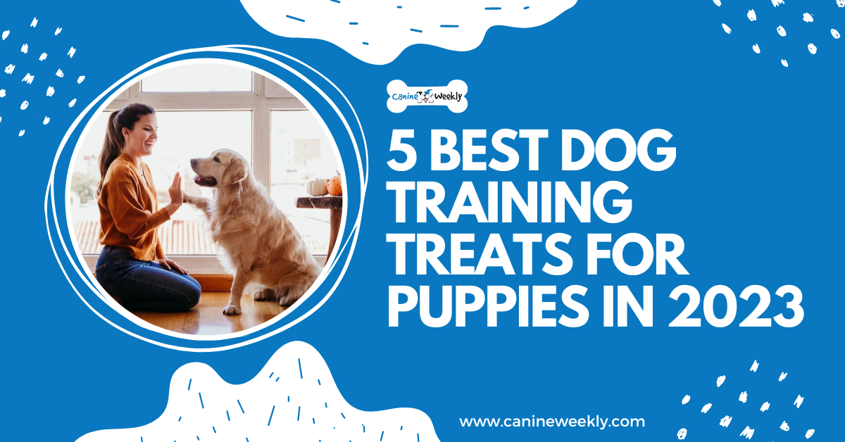 What Is The Best Treat For Dog Training