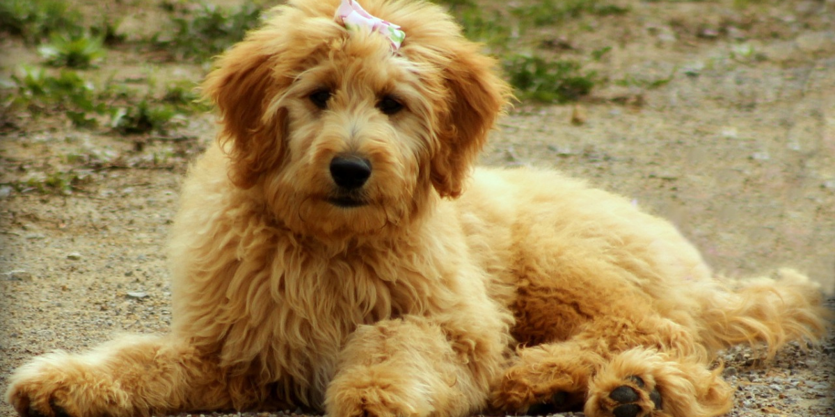 dog clippers goldendoodle