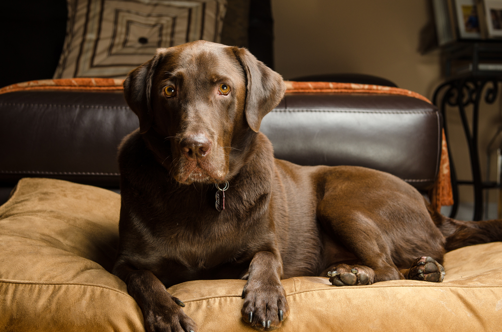 The 5 Best Dog Beds for Labs (2019 Reviews) Canine Weekly