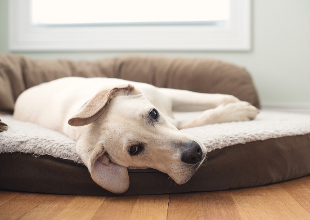 best dog beds for labradors