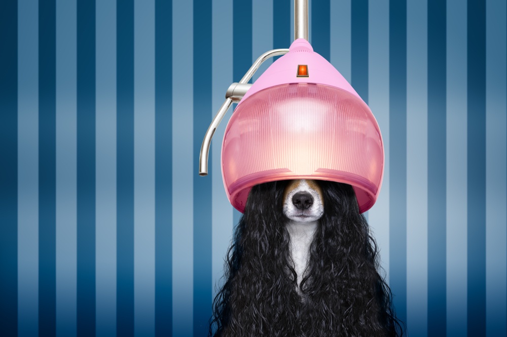 7 Best Dog Hair Dryers For Home Use [Updated 2022 ]