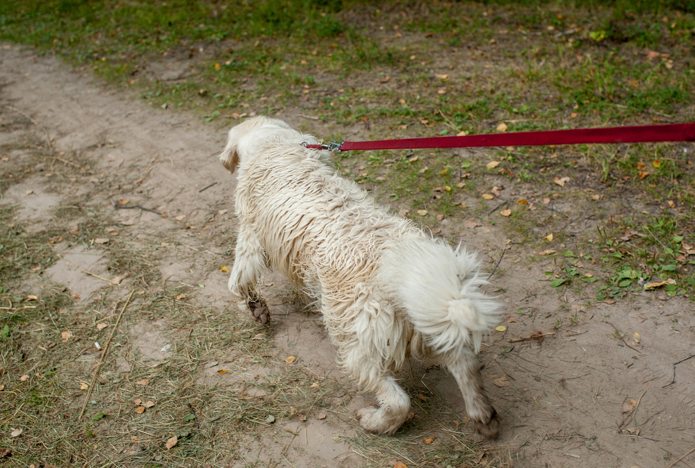 Halti vs Gentle Leader vs Easy Walk Harness 2019 Canine Weekly