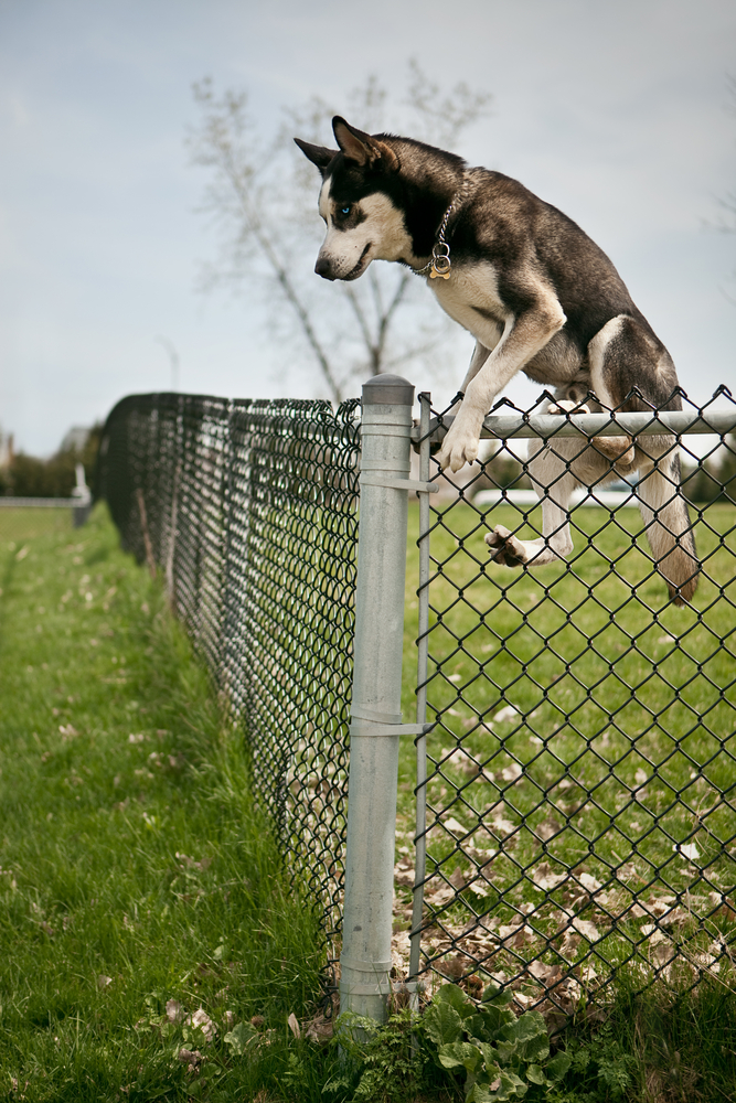 8 Ways to Stop Your Dog From Jumping the Fence | Canine Weekly