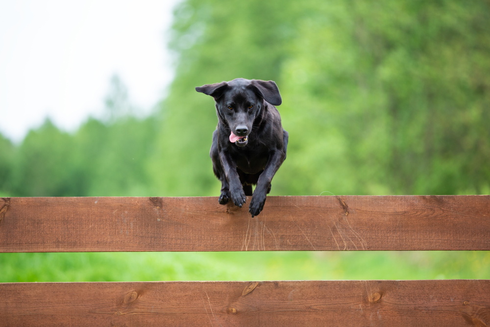 how do i keep my dog from climbing the fence