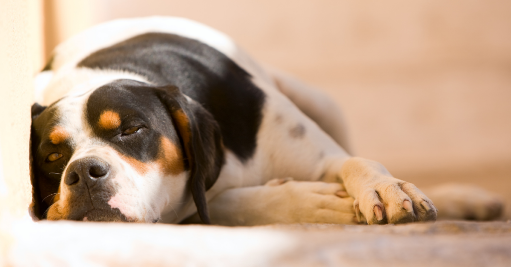 Common Causes of a Lethargy in Dogs