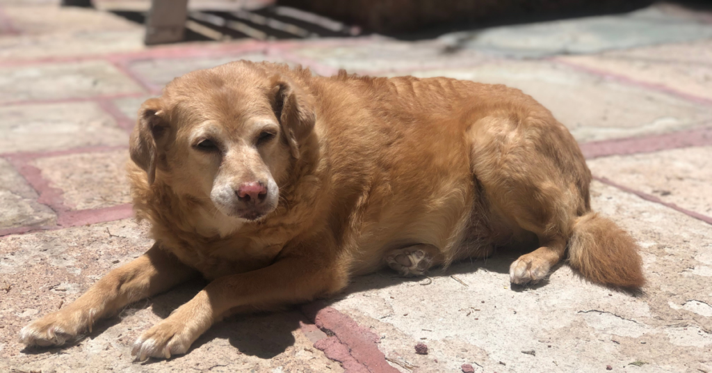 Older Dogs