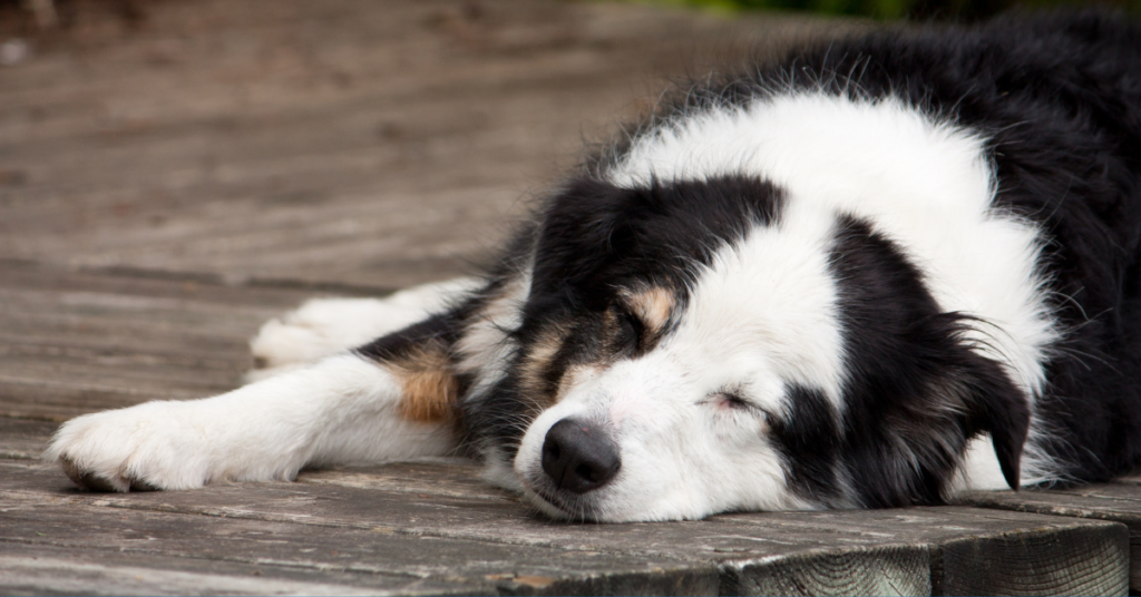 Signs of a Lethargic Dog