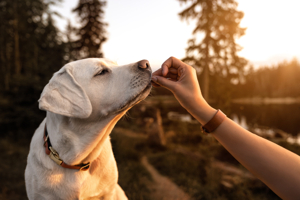 7 Best Dog Food for Arthritis and Joint Health in 2022