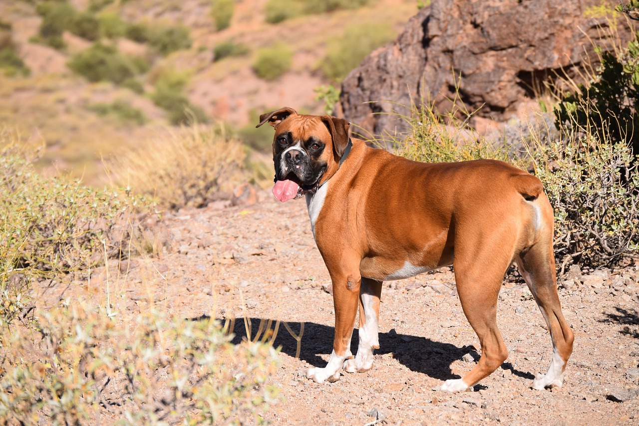 4 Best Dog Food for Boxers in 2021 - Reviews and Guide