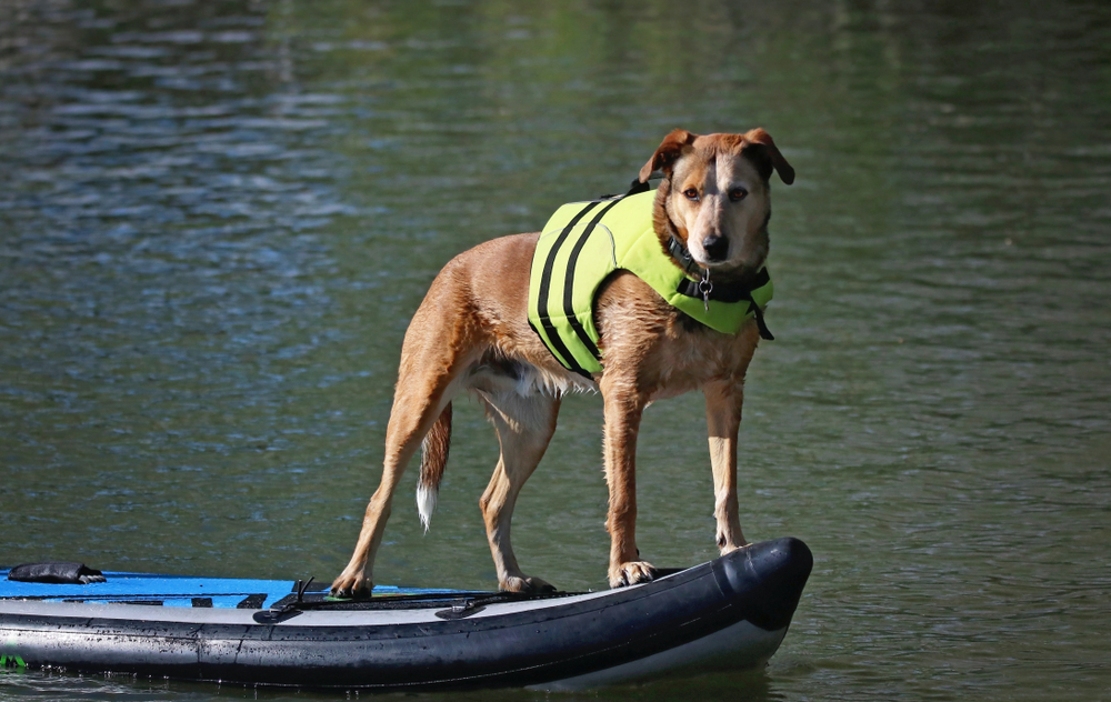 Top 7 Best Dog Life Jacket (Vest) Reviews for 2019 Canine Weekly
