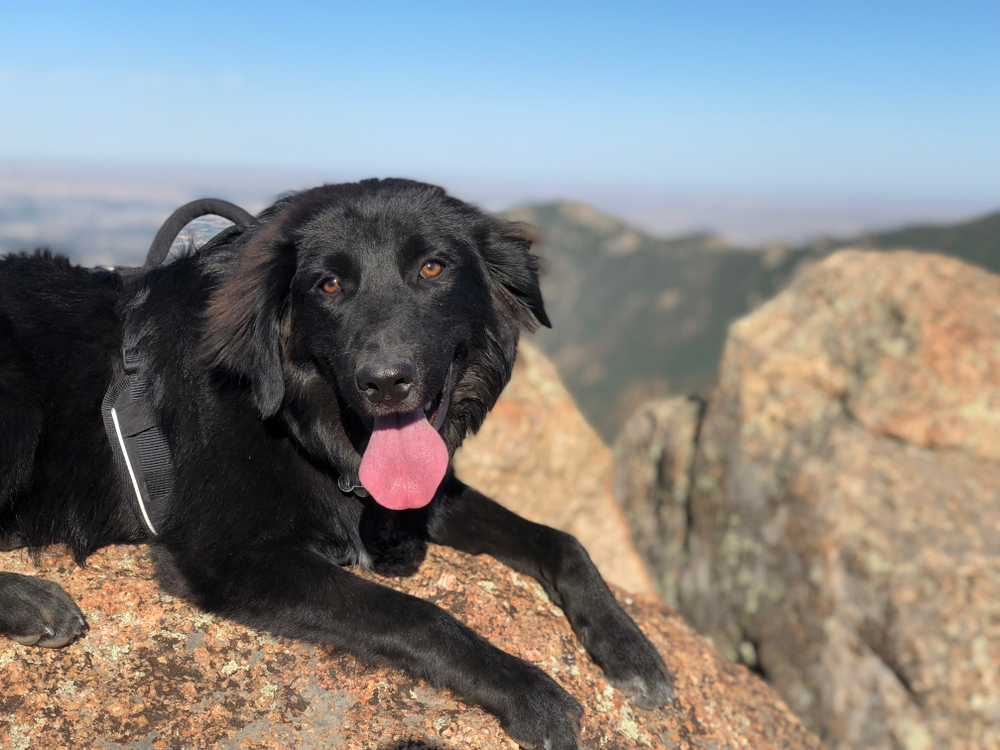 best harness for hiking dogs