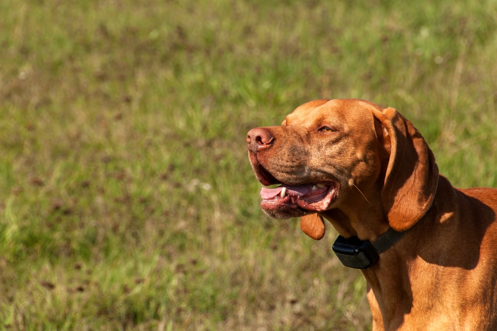 ECollar Training Your Dog 5 Things You Must Know