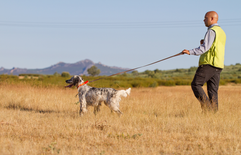 E-Collar Training Your Dog: 5 Things You Must Know