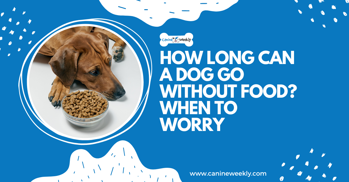 How Long Can a Dog Go Without Food? When to Worry