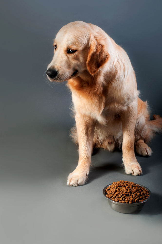 how-long-can-a-dog-go-without-food-when-to-worry