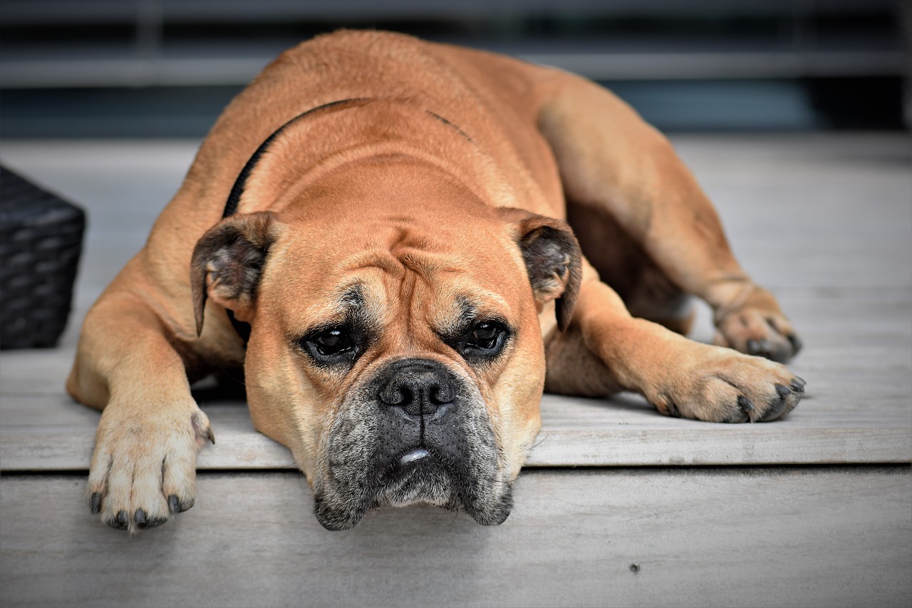 5-reasons-your-dog-is-lethargic-and-not-himself-petlity