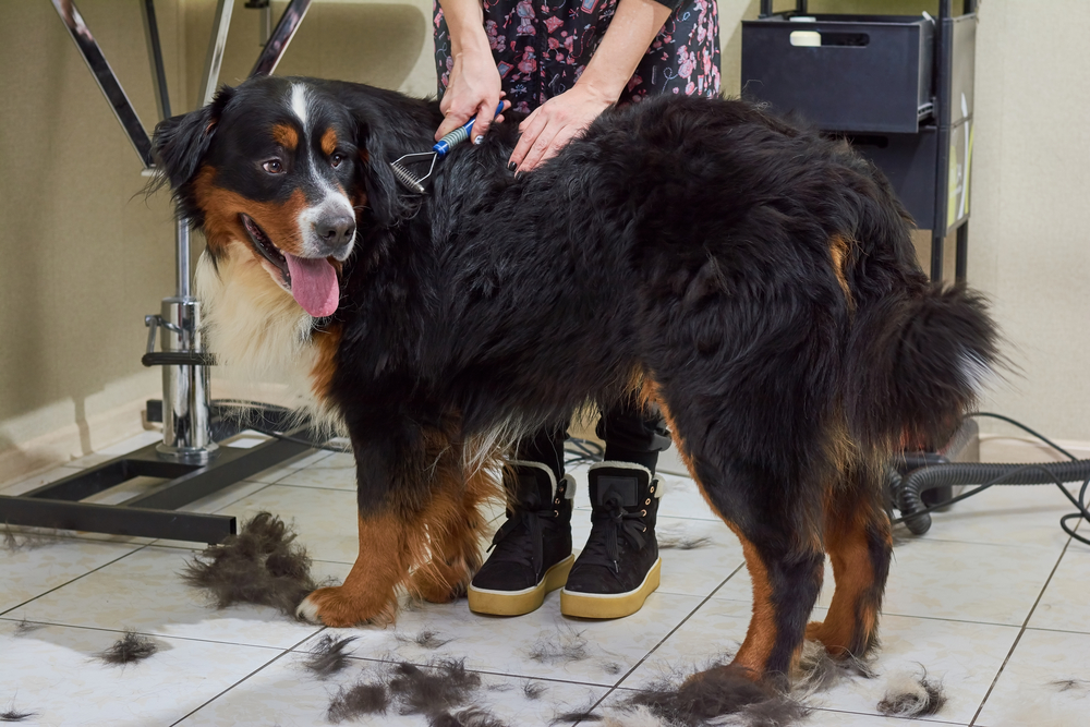 Big Dogs That Don't Shed (13 Large Non Shedding Dog Breeds)