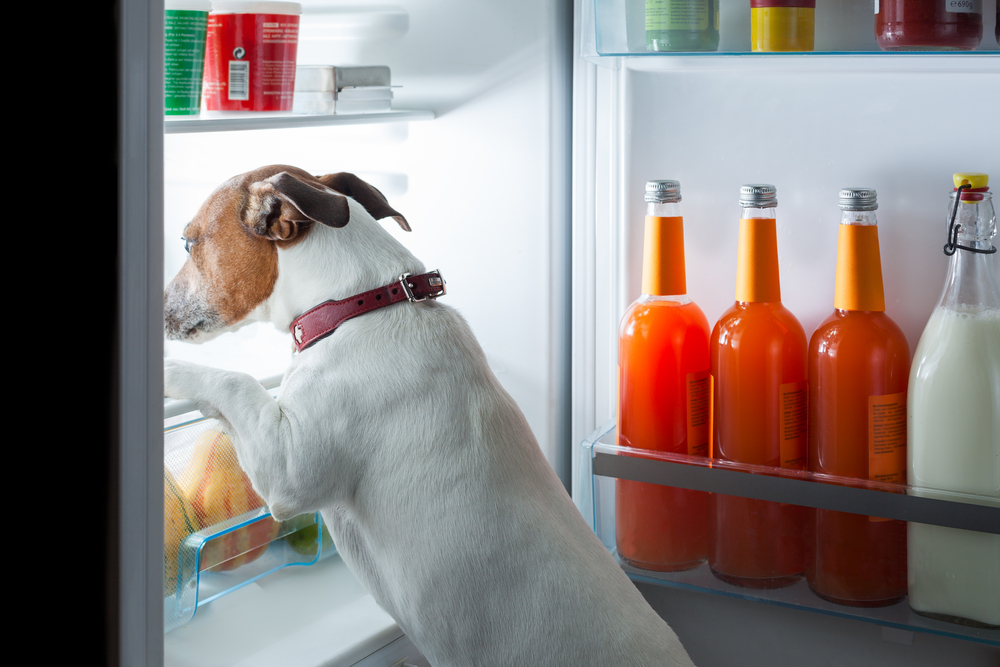 Doggie Diet: How to Help Your Overweight Dog Get Healthy