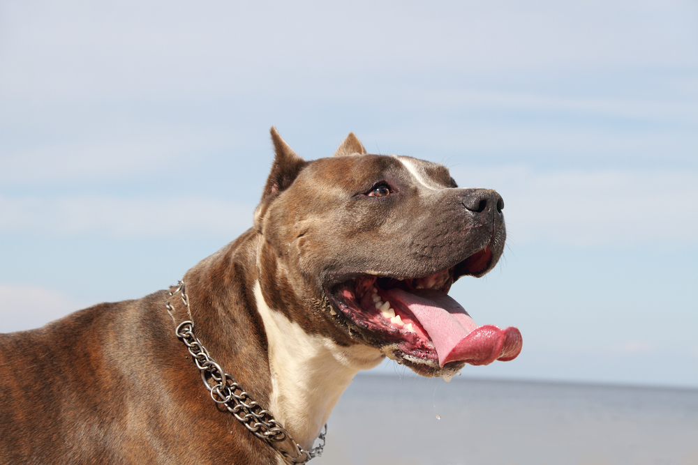 How Long Do Pit Bulls Live? A Guide To The Pit Bull Lifespan
