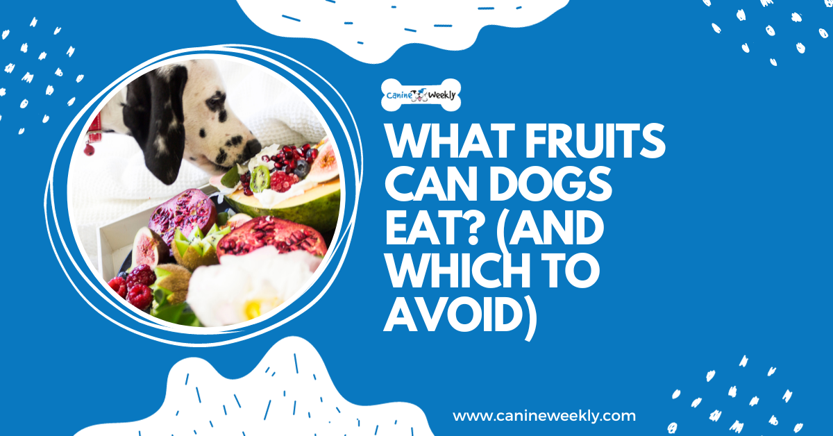 What Fruits Can Dogs Eat? (And Which to Avoid)