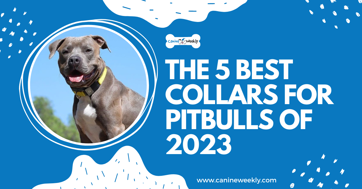 Top 5 Best Collars for Pitbulls of 2024 Canine Weekly