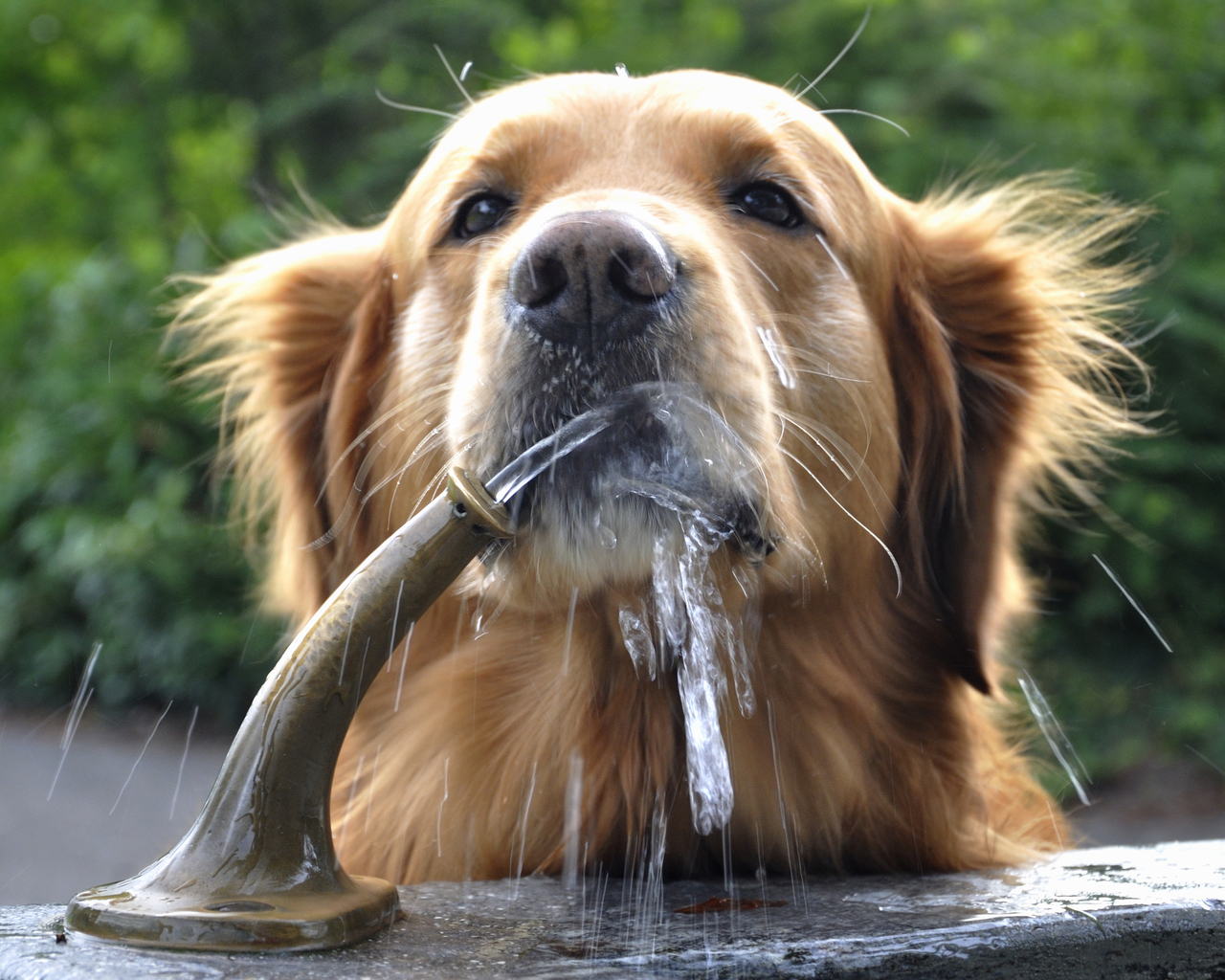 Are Water Fountains Better For Dogs