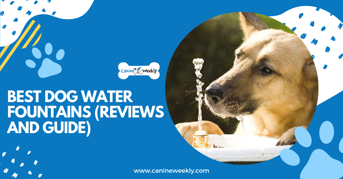 5 Best Dog Water Fountains For 2023 (reviews And Guide)