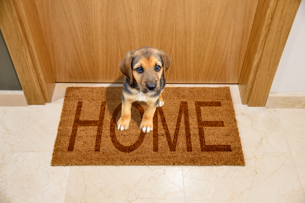 5 Best Doormats For Dogs In 2020 Indoor And Outdoor