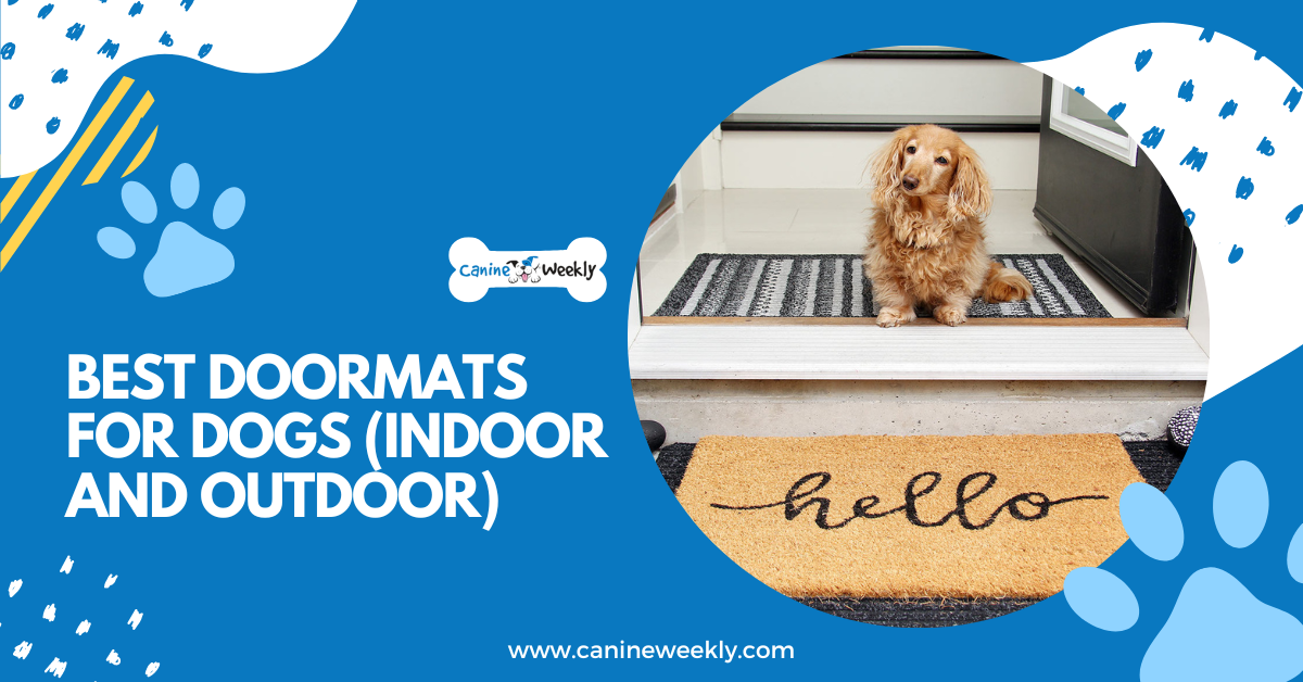 5 Best Doormats for Dogs in 2023 (Indoor and Outdoor)