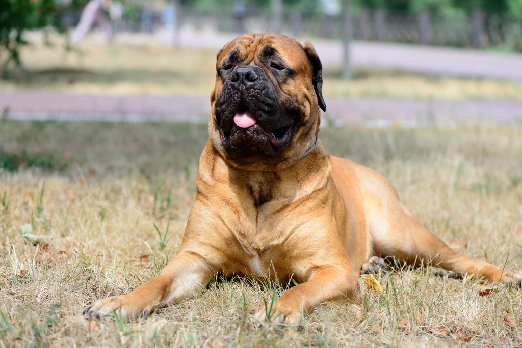 bullmastiff seizures