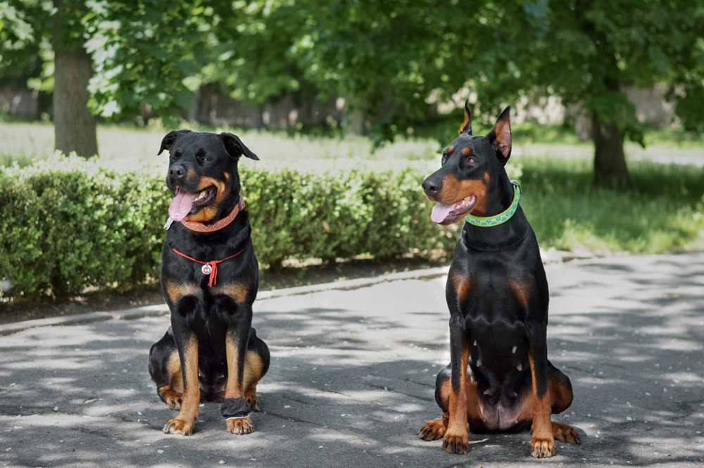 Doberman vs Rottweiler. 