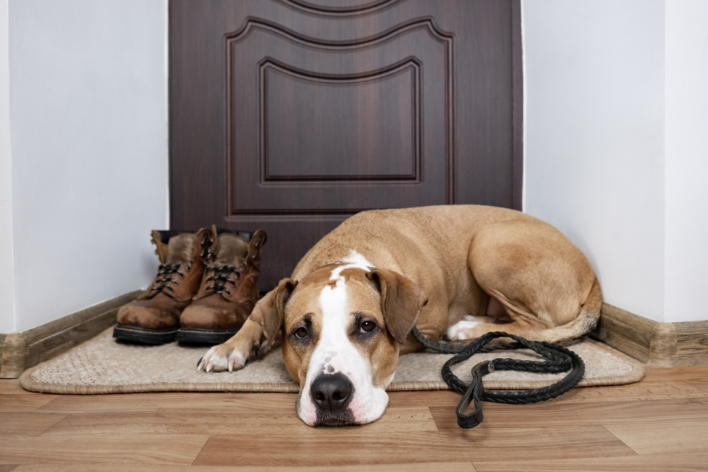 5 Best Doormats For Dogs In 2020 Indoor And Outdoor