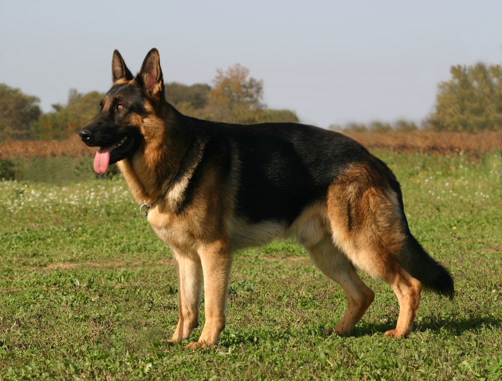 German Shepherd Rottweiler Mix - A Loyal, Intelligent Companion