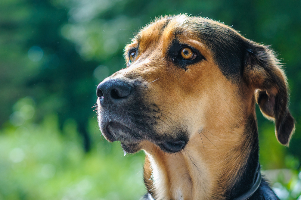 German Shepherd Golden Retriever Mix - The Perfect Family Dog?